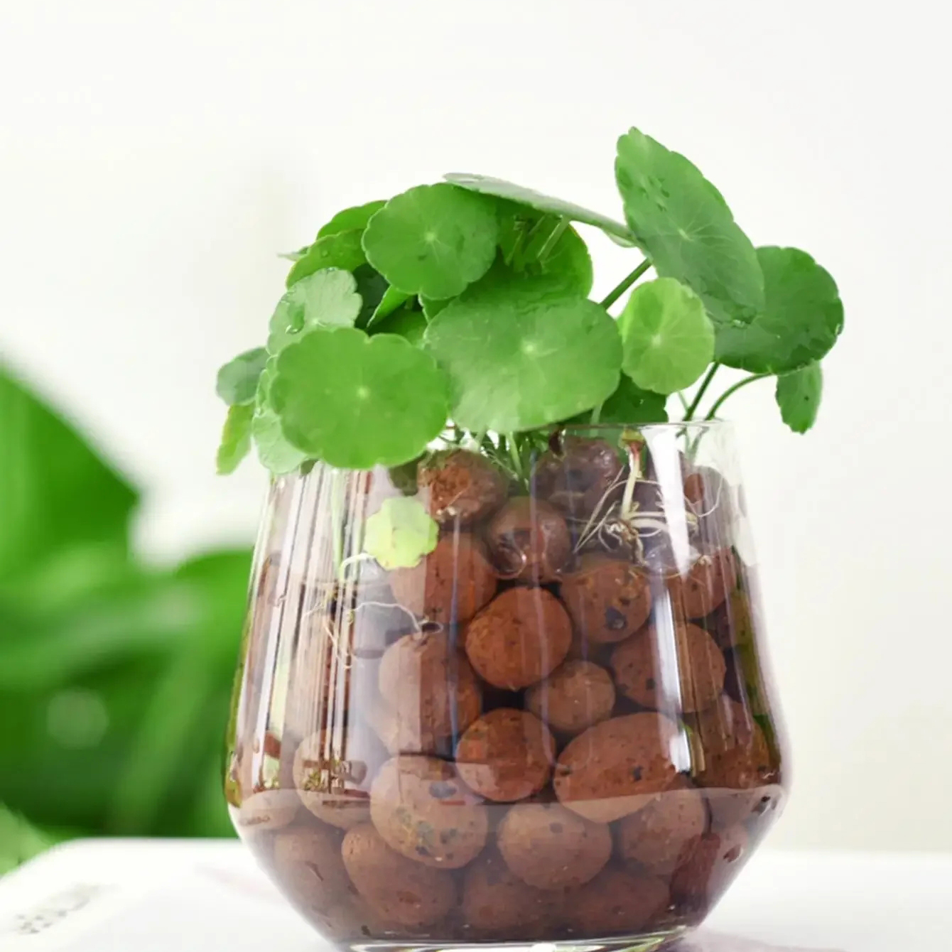 Clay Pebble Growing - 500g/pack Leca Balls Clay Pebbles For