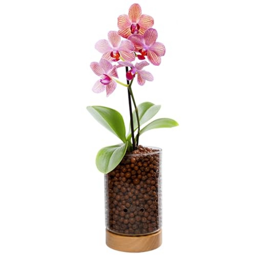 Glass Planter with Wooden Base - Clay Pebble Growing のレビューと価格