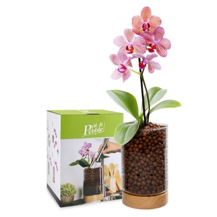 Glass Planter with Wooden Base - Clay Pebble Growing のレビューと価格