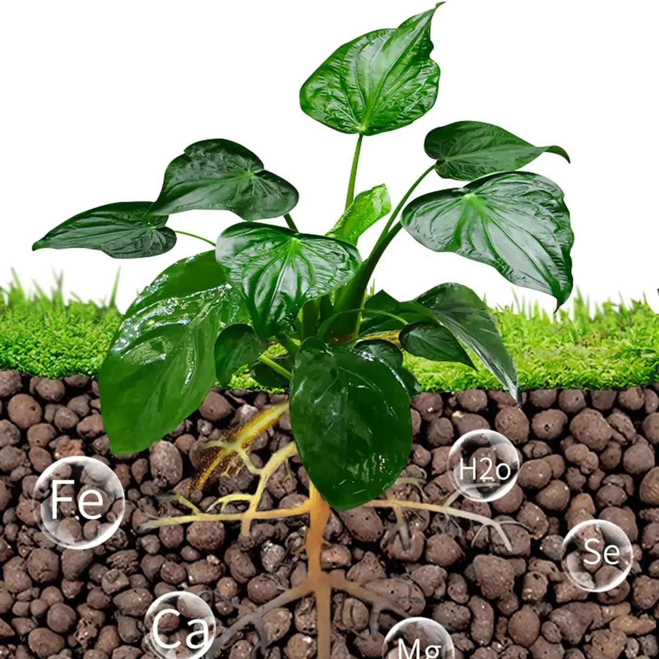 500g/pack Leca Balls Clay Pebb - Clay Pebble Growing のレビューと価格