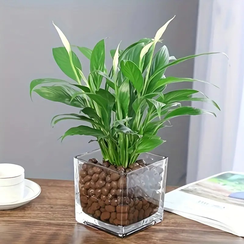 1LB Reusable Hydroponic Clay P - Clay Pebble Growing のレビューと価格